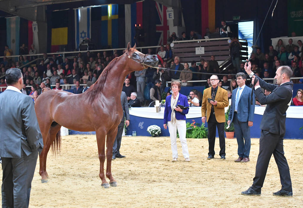 #126 Stallions 10 Years And Older: RHR Heir Of Marwan