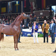 #126 Stallions 10 Years And Older: RHR Heir Of Marwan