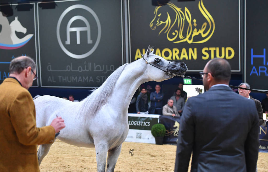 #118 Stallions 4-6 Years: E.S. Sarab  