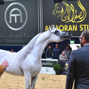 #118 Stallions 4-6 Years: E.S. Sarab  