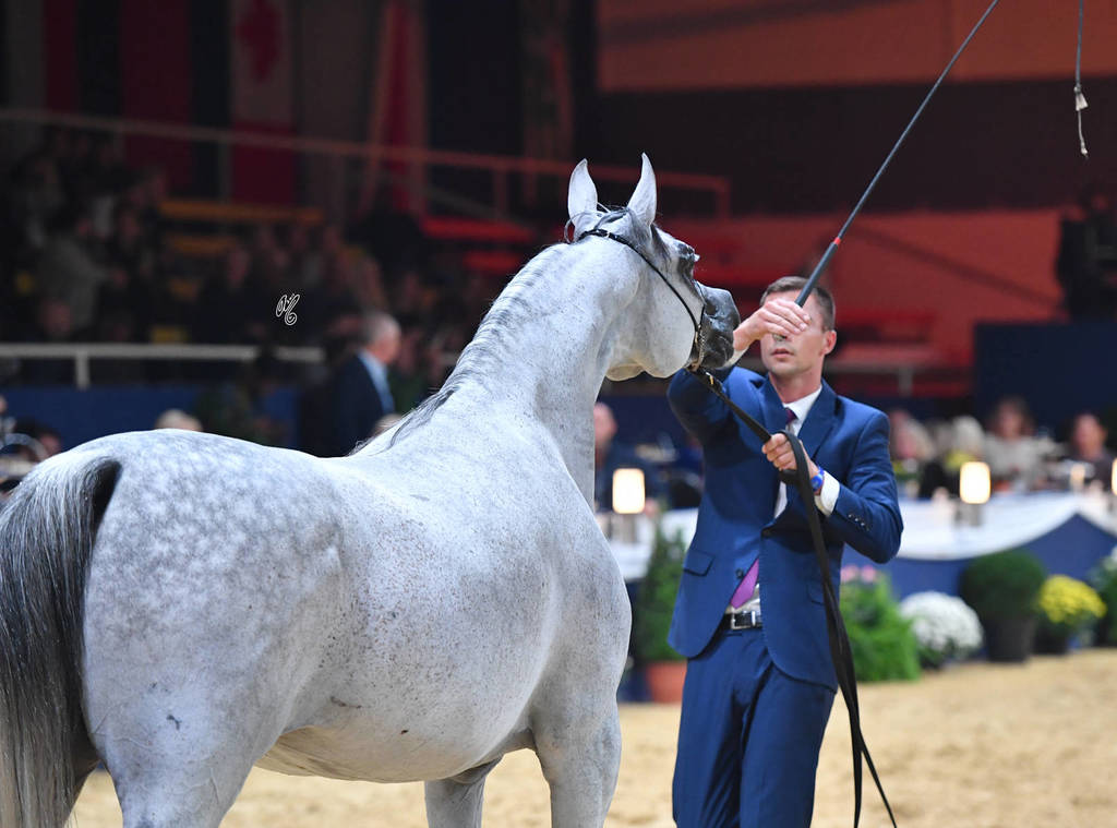 #103 Mares 7-10: Zigi Zana