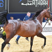 #102 Mares 7-10 Years: Primera  