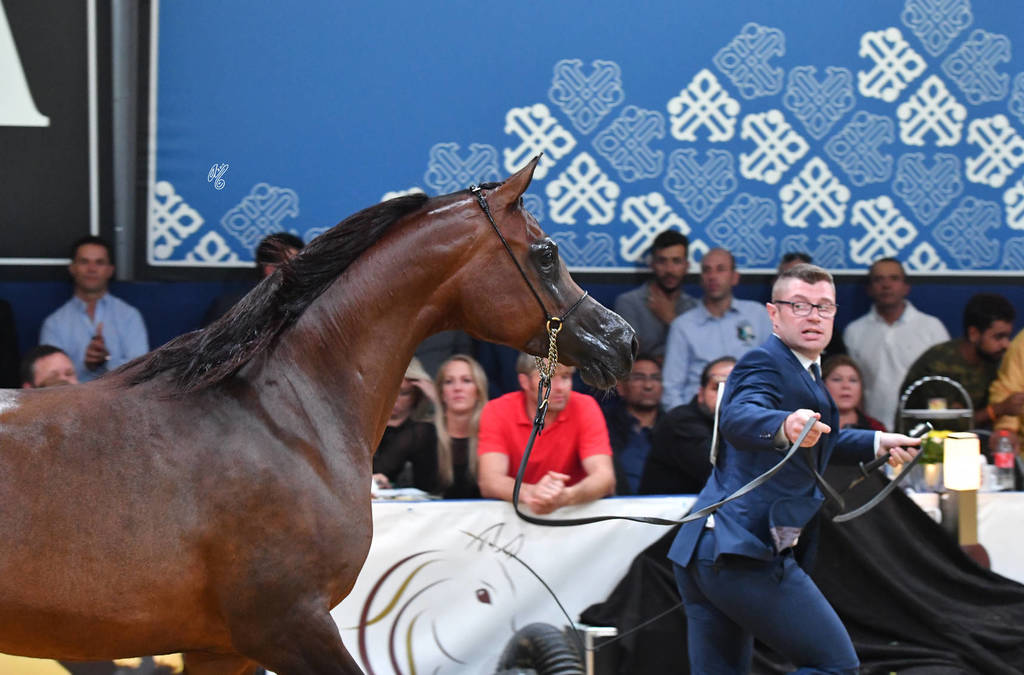 #102 Mares 7-10 Years: Primera  