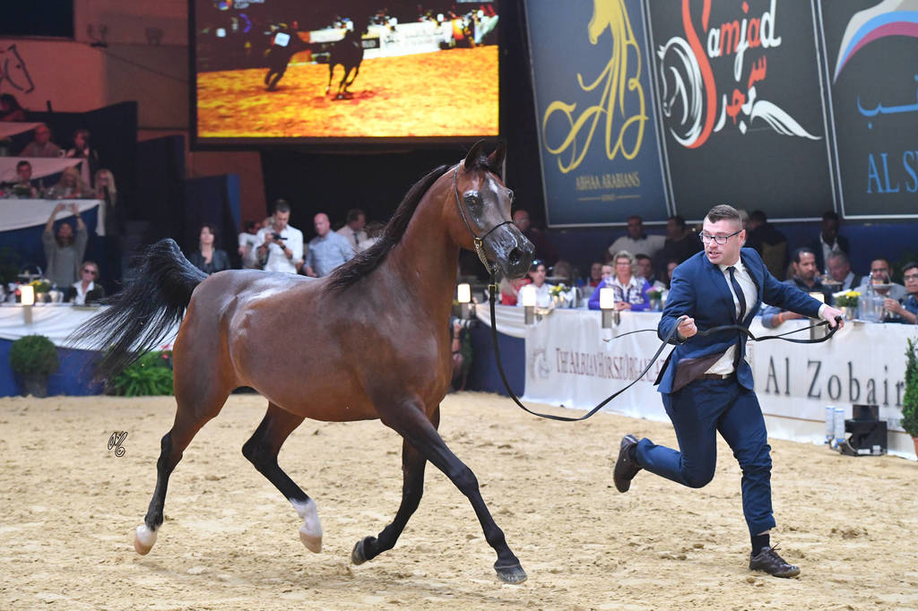 #102 Mares 7-10 Years: Primera  