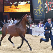 #102 Mares 7-10 Years: Primera  