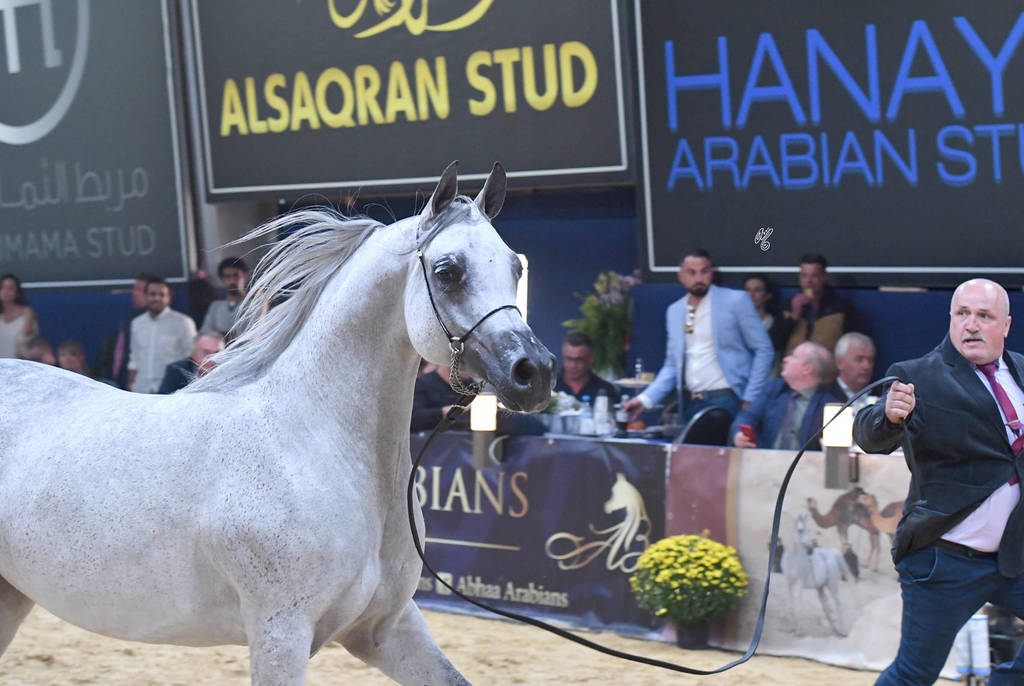 #101 Mares 4-6 Years: Perfinka  