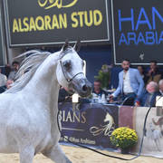 #101 Mares 4-6 Years: Perfinka  