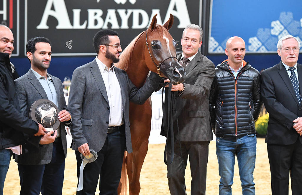 #95 Mare 4-6 Years: Delights Divah RB 