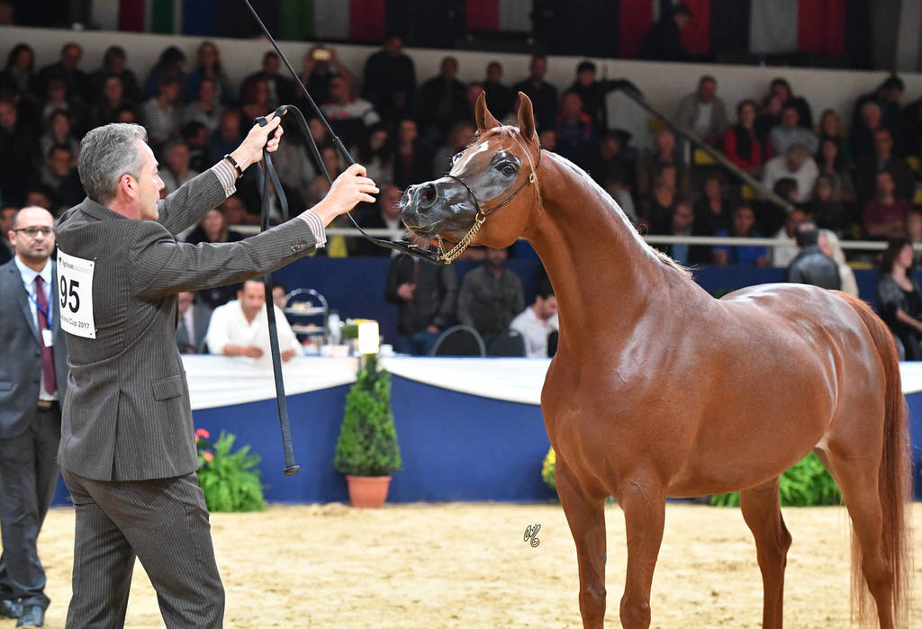 #95 Mare 4-6 Years: Delights Divah RB 