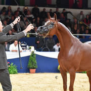 #95 Mare 4-6 Years: Delights Divah RB 