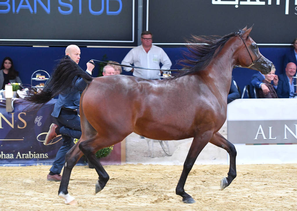 #92 Mares 4-6 Years: Adyga