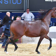 #92 Mares 4-6 Years: Adyga