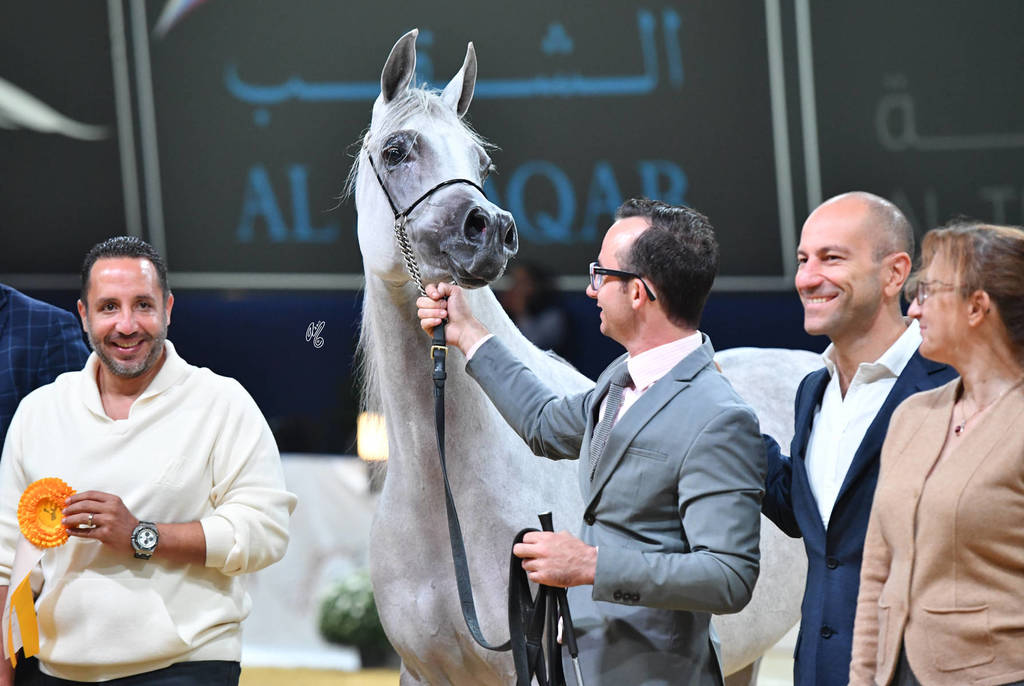 #91 Mares 4-6 Years: Galerida    