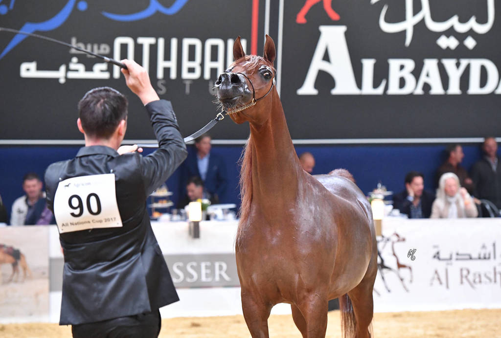 #90 Mares 4-6 Years: Elle Flamenca