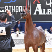 #90 Mares 4-6 Years: Elle Flamenca