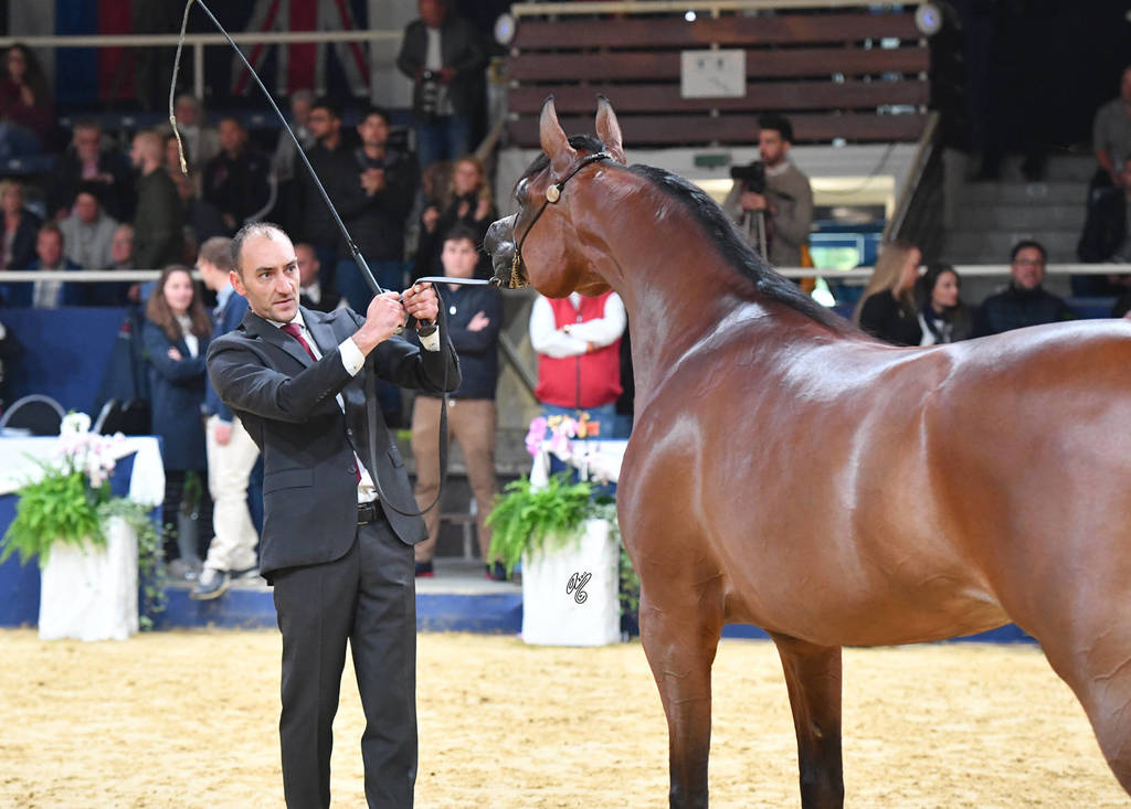 #89 Mare 4-6 Years: Mounira J 