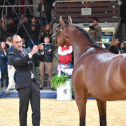 #89 Mare 4-6 Years: Mounira J 