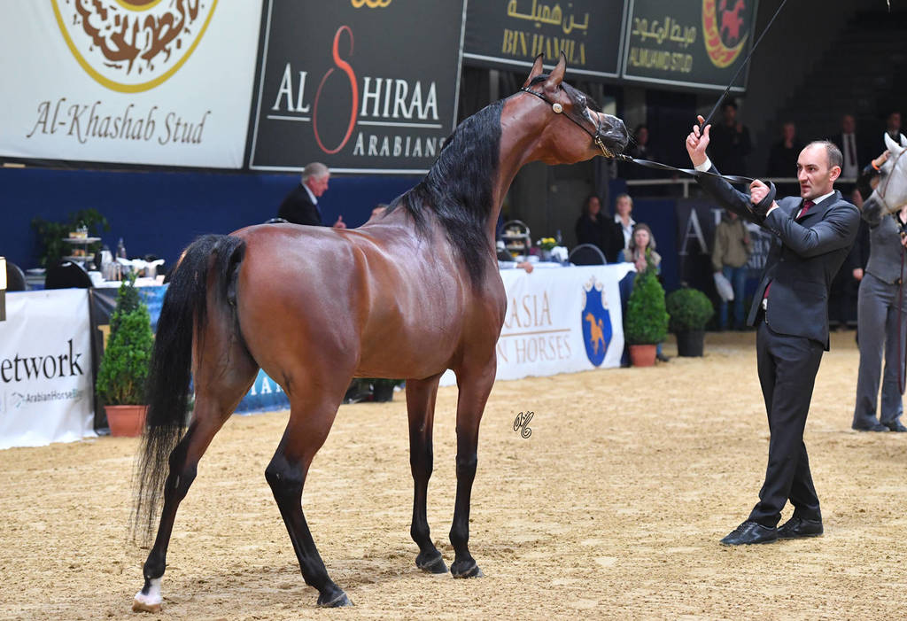 #89 Mare 4-6 Years: Mounira J 