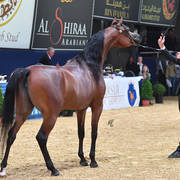 #89 Mare 4-6 Years: Mounira J 