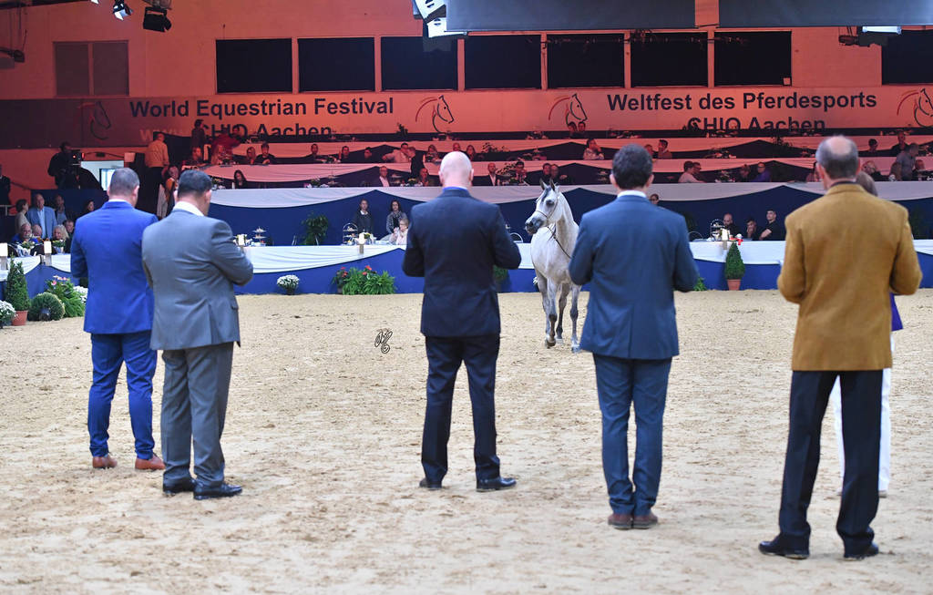 #88 Mares 4-6 Years: Eliksja