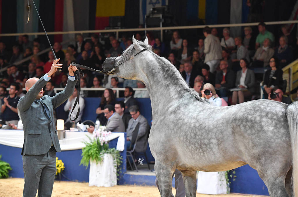 #85 Colt 3 Year Old: Raoud Al Bidayer 