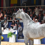 #85 Colt 3 Year Old: Raoud Al Bidayer 