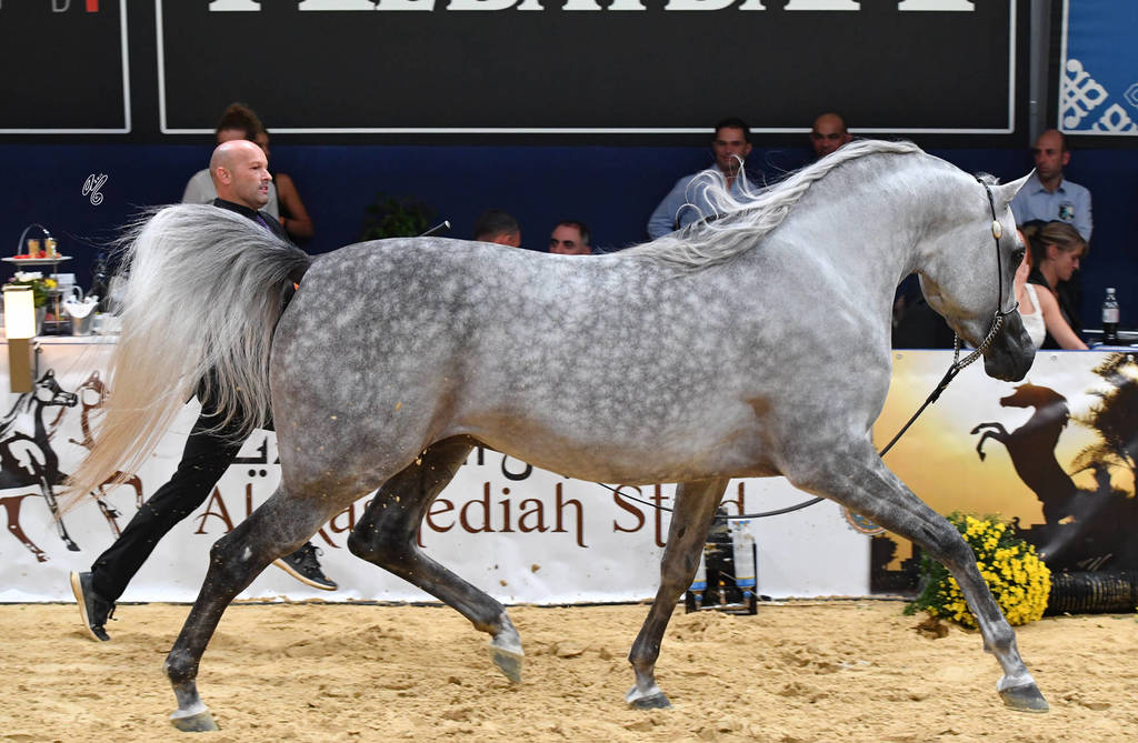 #85 Colt 3 Year Old: Raoud Al Bidayer 