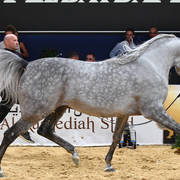 #85 Colt 3 Year Old: Raoud Al Bidayer 