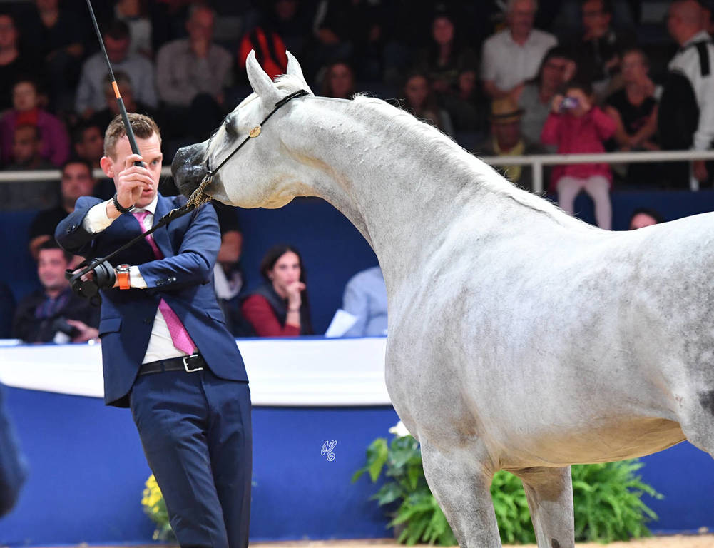 #82 Colt 3 Year Old: Zeus EA