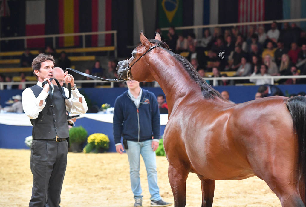 #78 Colt 3 Year Old: Masoun Al Adeyat