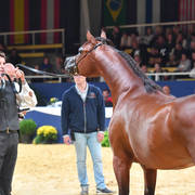 #78 Colt 3 Year Old: Masoun Al Adeyat