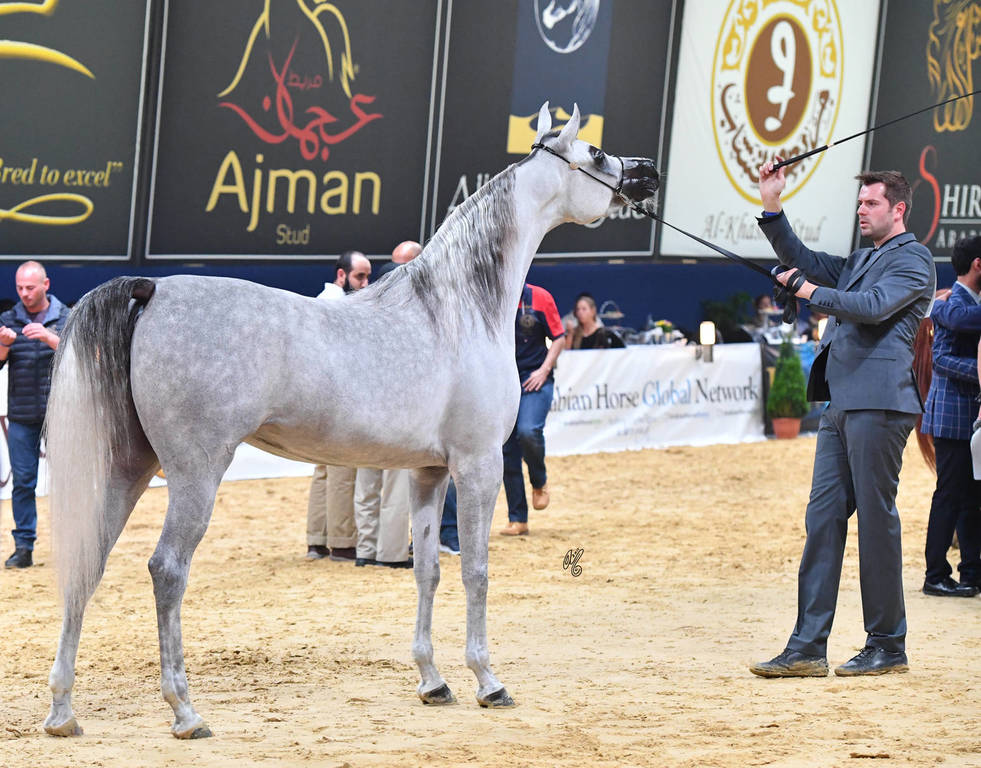 #73 Filly 3 Year Old: Malikat Al Moluk 