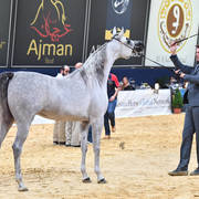 #73 Filly 3 Year Old: Malikat Al Moluk 