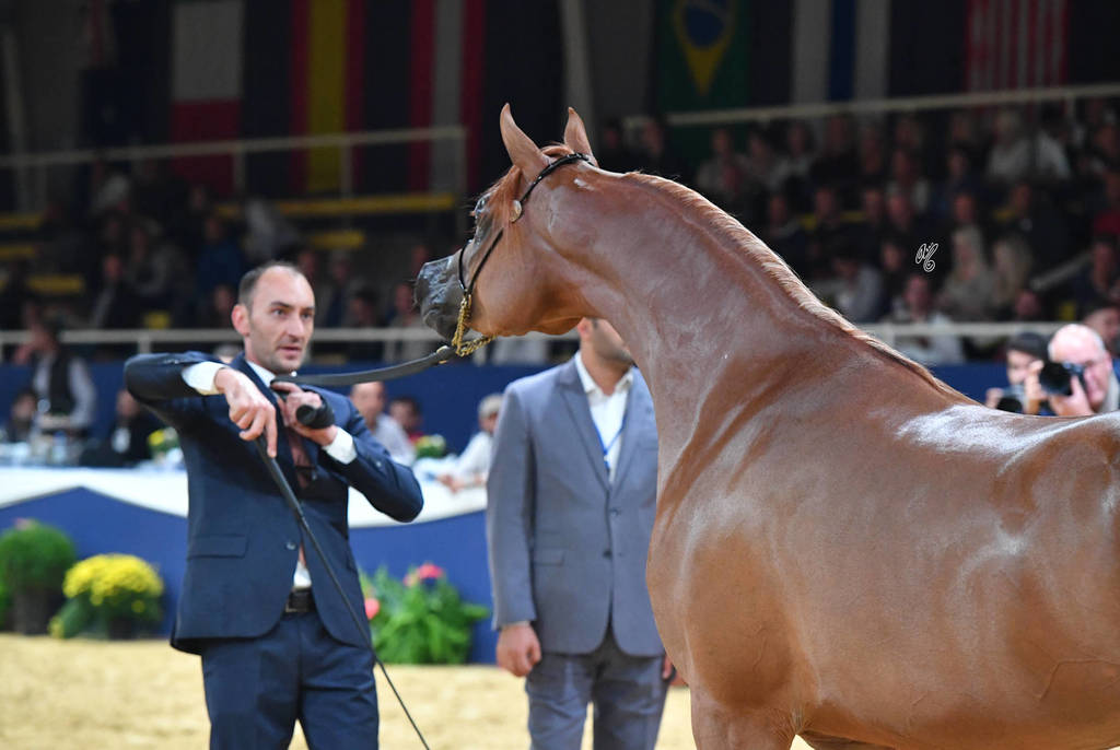 #70 Filly 3 Year Old: Bint Seduction HBV 