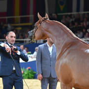 #70 Filly 3 Year Old: Bint Seduction HBV 