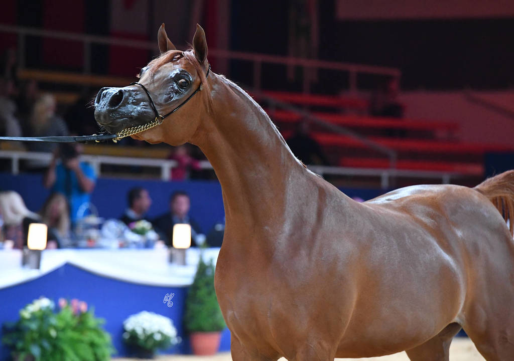 #70 Filly 3 Year Old: Bint Seduction HBV 