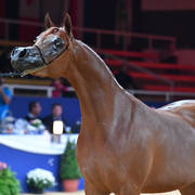 #70 Filly 3 Year Old: Bint Seduction HBV 