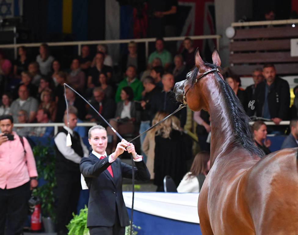 #68 Filly 3 Year Old: Grace J  