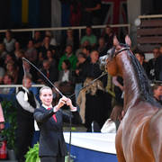 #68 Filly 3 Year Old: Grace J  