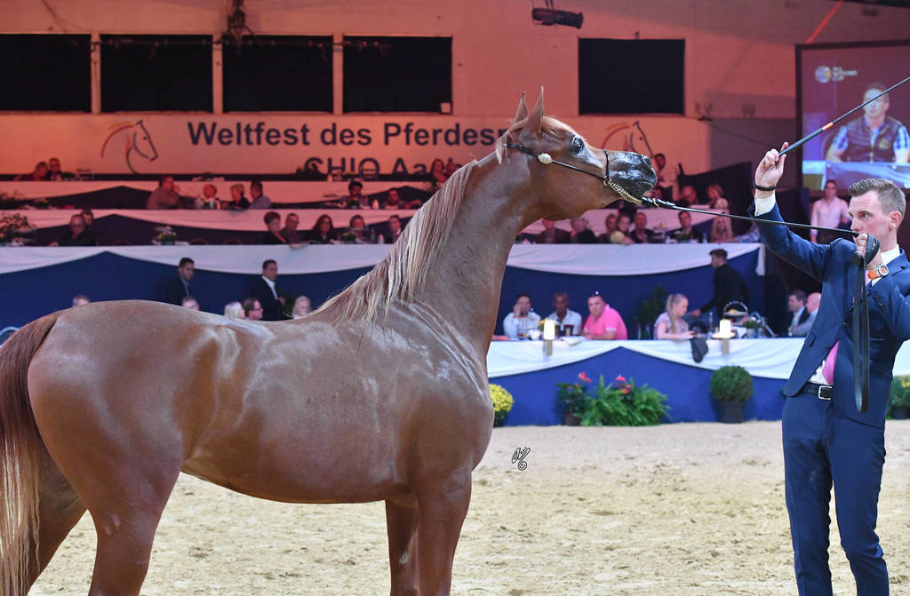 #59 Filly 2 Year Old: Jawaher Lemar  