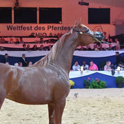 #59 Filly 2 Year Old: Jawaher Lemar  