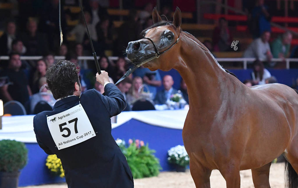 #57 Filly 2 Year Old: Menwah Al Shaqab