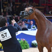 #57 Filly 2 Year Old: Menwah Al Shaqab