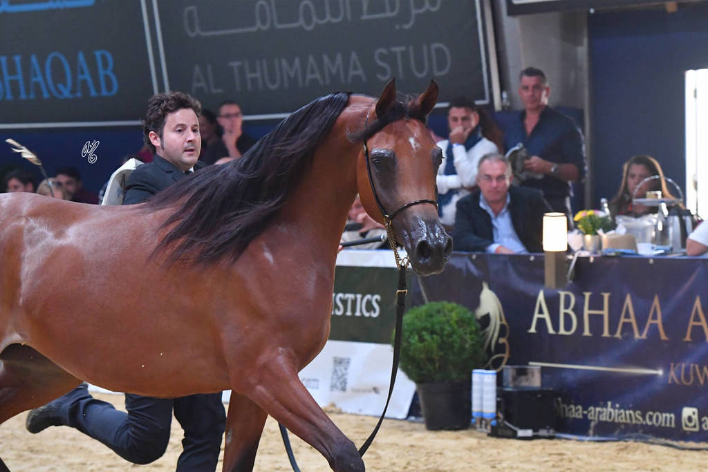 #57 Filly 2 Year Old: Menwah Al Shaqab