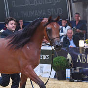 #57 Filly 2 Year Old: Menwah Al Shaqab