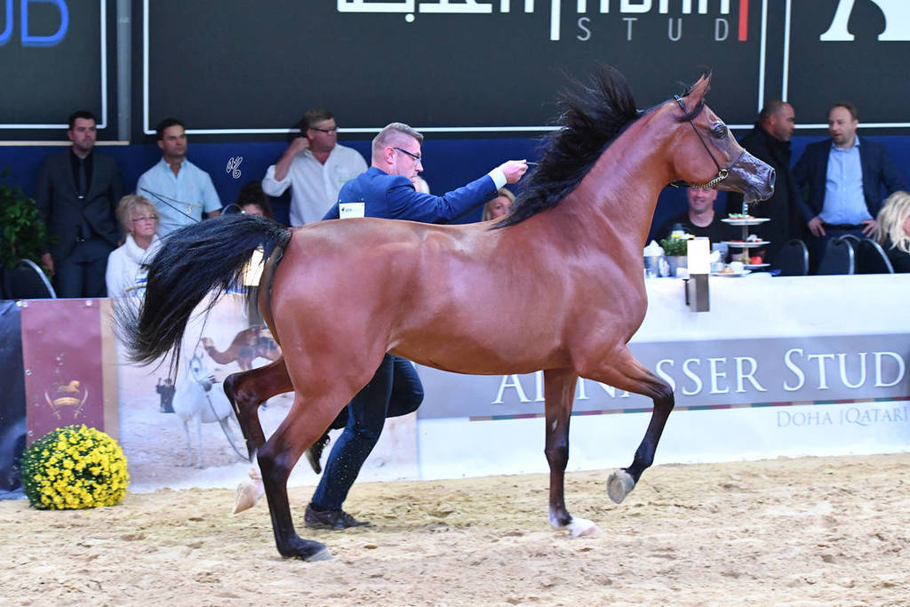 #54 Filly 2 Year Old: Pamina 