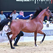 #54 Filly 2 Year Old: Pamina 