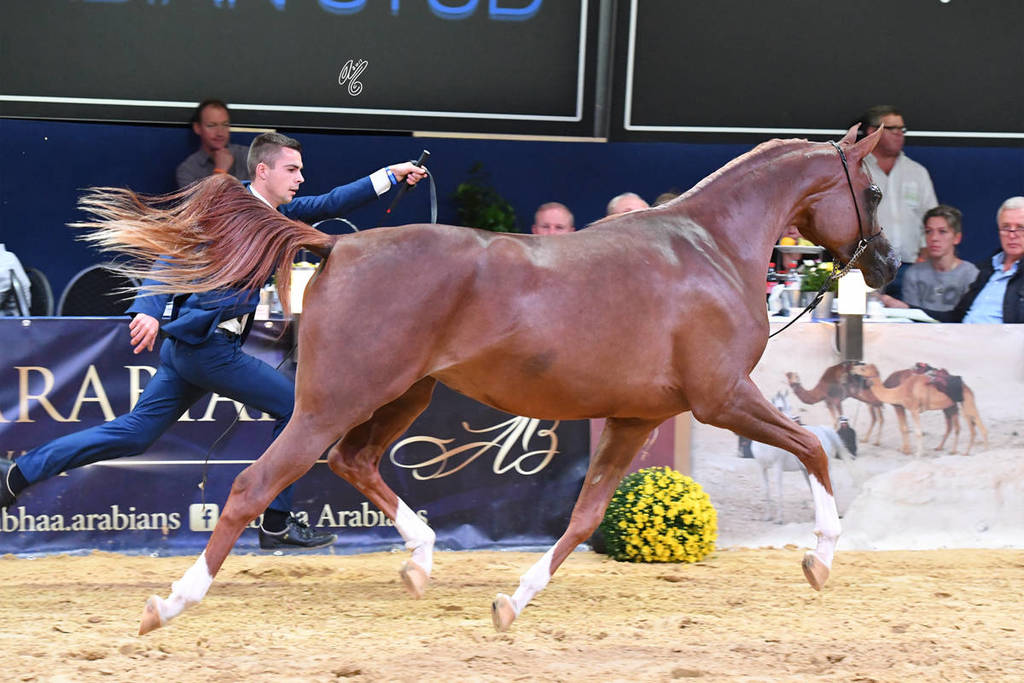 #50 Filly 2 Year Old: Poganinka  