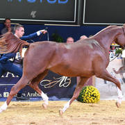 #50 Filly 2 Year Old: Poganinka  