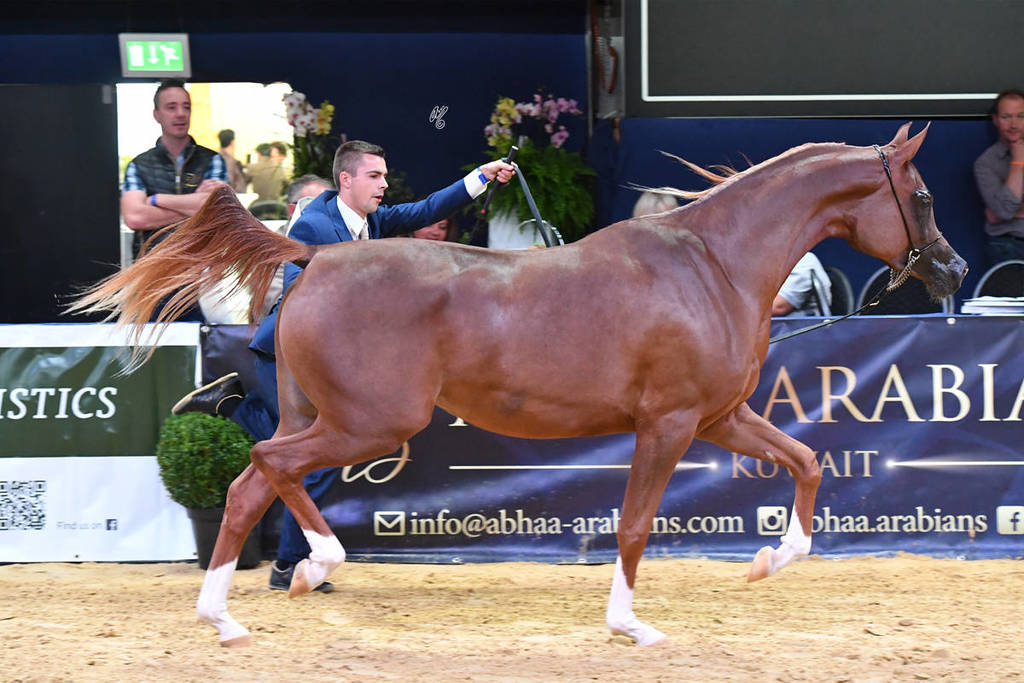 #50 Filly 2 Year Old: Poganinka  